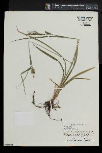 Carex scabrata image