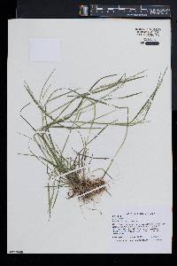 Poa sylvestris image