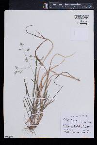 Poa cuspidata image