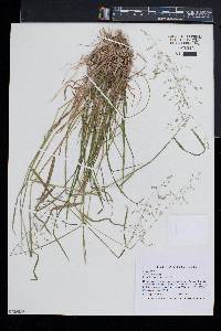 Poa sylvestris image