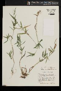 Dichanthelium acuminatum subsp. columbianum image