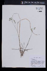 Poa cuspidata image