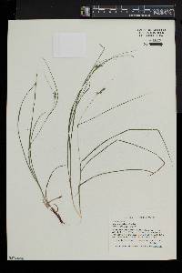 Carex swanii image