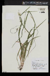 Carex grisea image