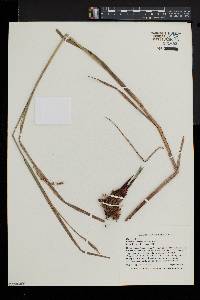 Carex trichocarpa image