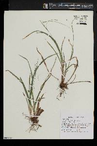 Carex laxiculmis image