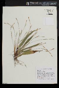 Carex platyphylla image