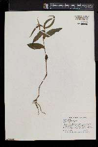 Epipactis helleborine image