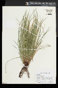 Carex jamesii image