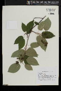 Amelanchier laevis image