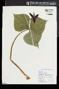 Trillium erectum image