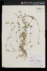 Cerastium fontanum subsp. vulgare image