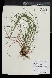 Carex swanii image