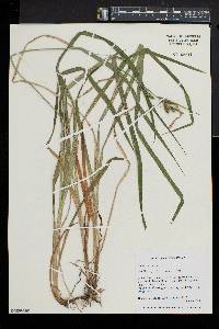 Carex scabrata image