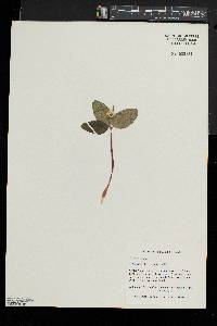 Trillium nivale image