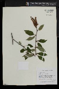 Betula alleghaniensis image