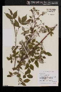 Rubus occidentalis image