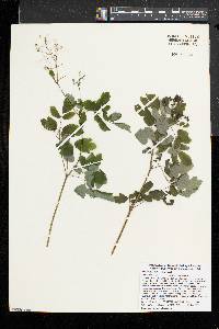 Thalictrum pubescens image