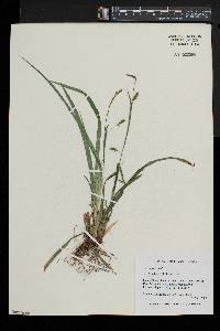 Carex laxiculmis image