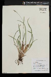 Carex laxiculmis image