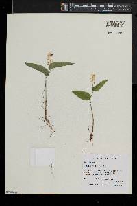 Maianthemum canadense image