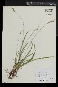 Carex hirtifolia image