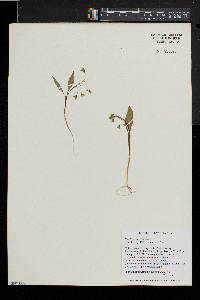 Claytonia caroliniana image