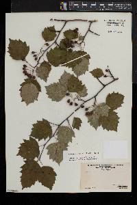 Crataegus pruinosa image