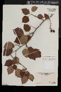 Crataegus pruinosa image