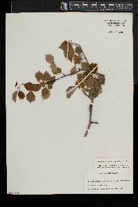 Crataegus pruinosa image