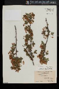 Crataegus monogyna image