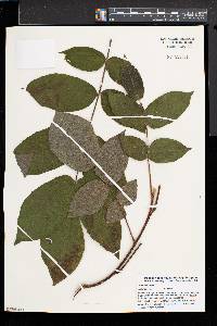 Juglans cinerea image