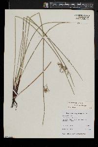 Juncus pylaei image