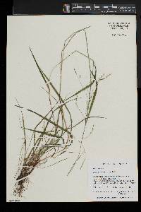 Festuca subverticillata image