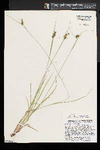 Carex caroliniana image