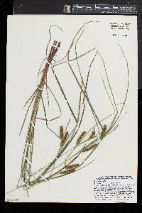 Carex baileyi image