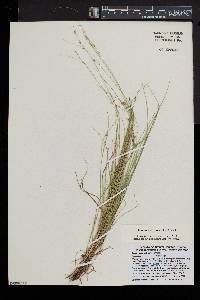 Carex radiata image