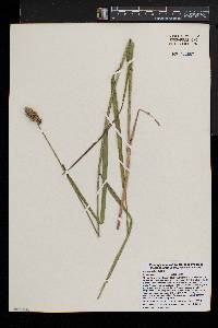 Carex cristatella image