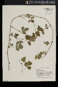 Rubus flagellaris image