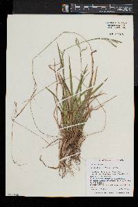 Carex aestivalis image