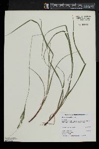 Carex roanensis image