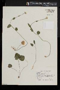 Cardamine bulbosa image