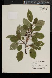 Prunus avium image