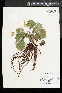 Caltha palustris image