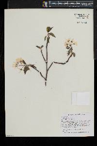 Amelanchier laevis image