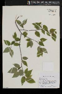 Amelanchier stolonifera image