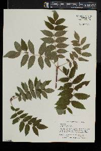 Sorbus americana image