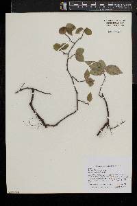 Amelanchier stolonifera image