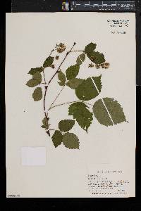 Rubus canadensis image