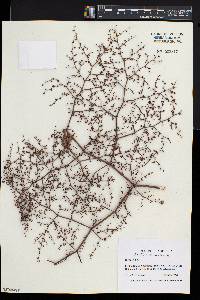 Eriogonum deflexum image